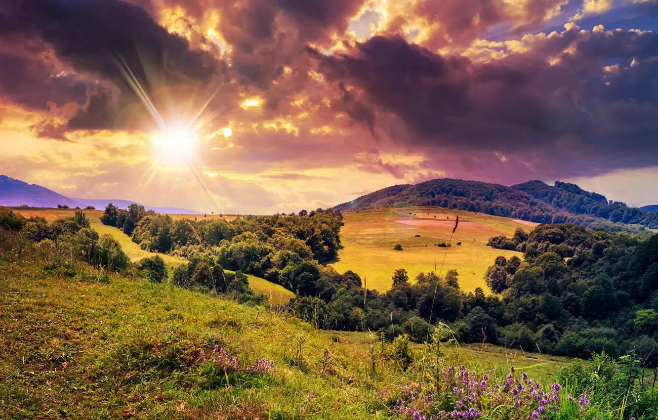 Photo wallpaper field, forest, summer, the sky, grass, the sun, clouds, rays