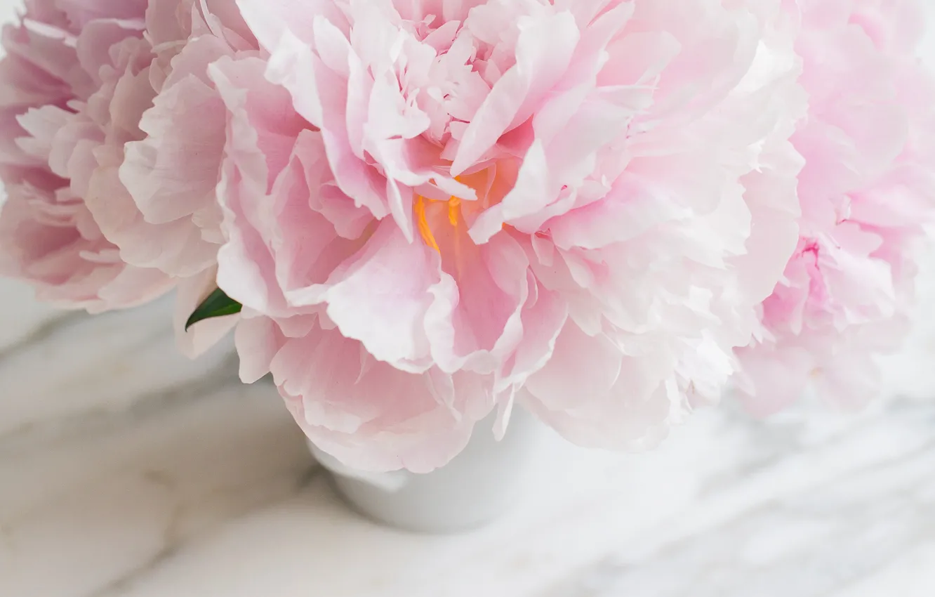 Photo wallpaper flowers, bouquet, marble, pink, flowers, peonies, peonies, tender