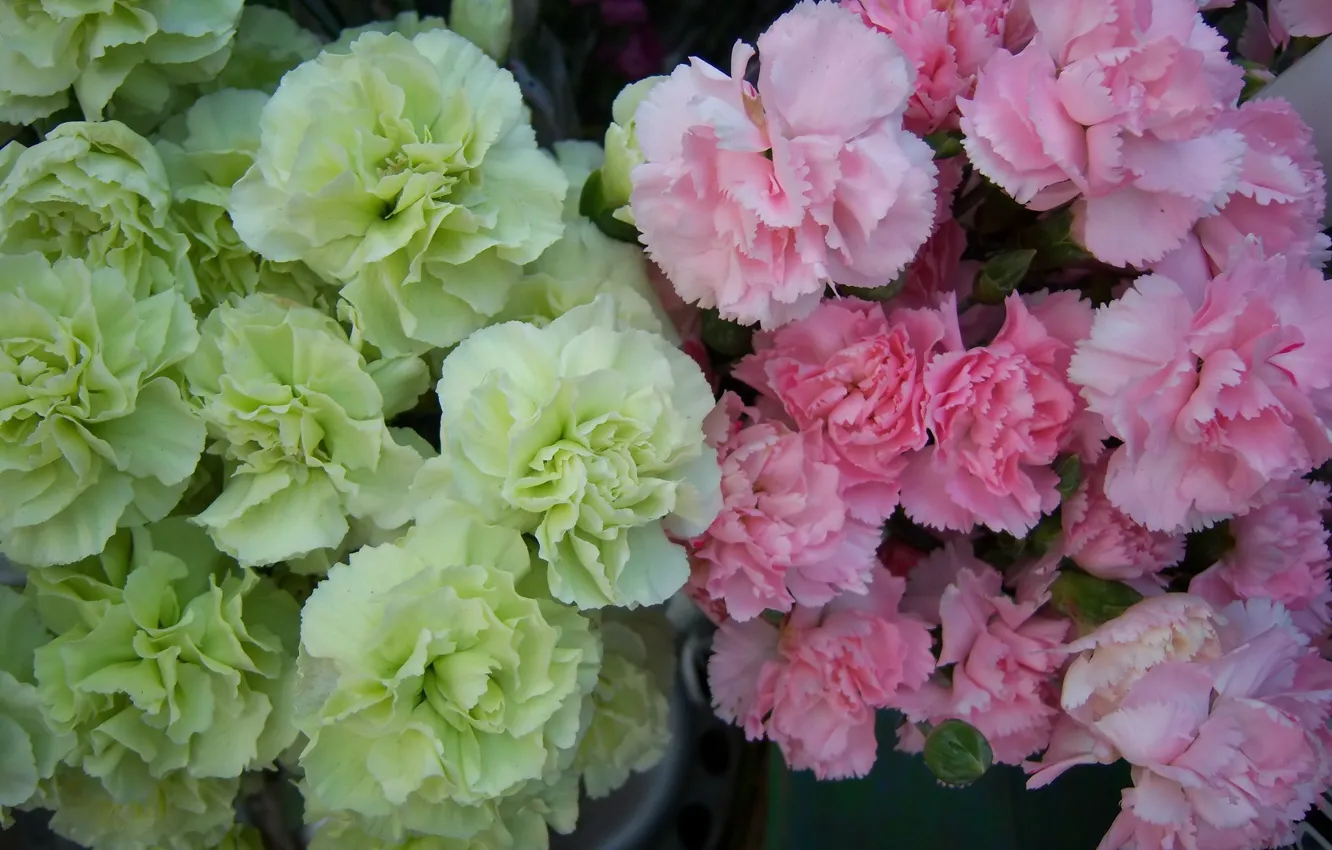 Photo wallpaper flowers, clove, two colors, Meduzanol ©