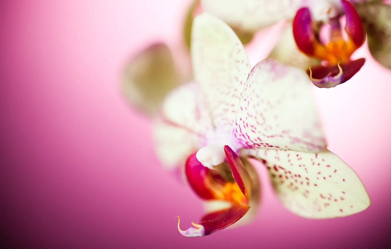 Photo wallpaper macro, flowers, petals, Orchid