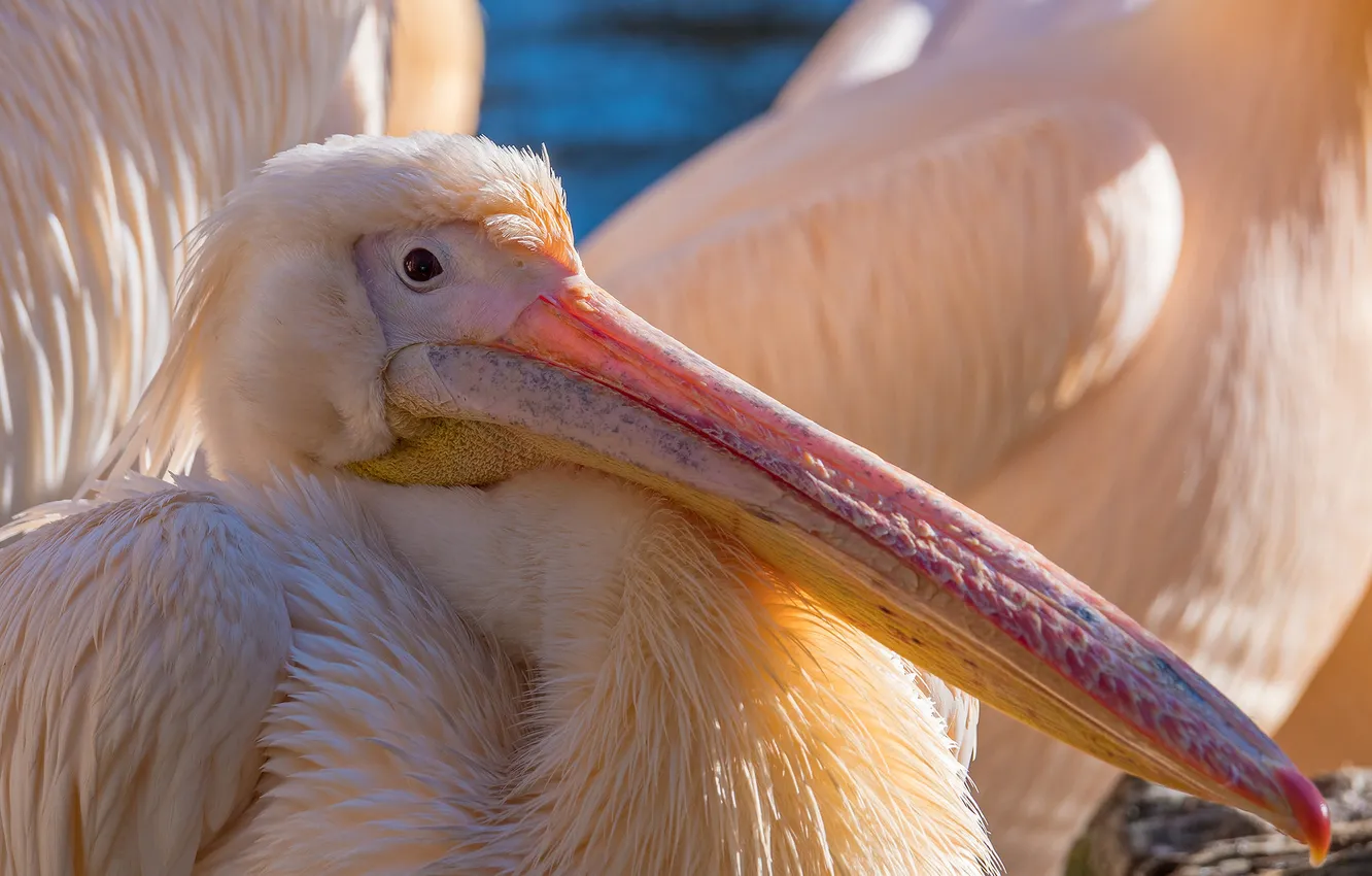 Photo wallpaper beak, pink, Pelican