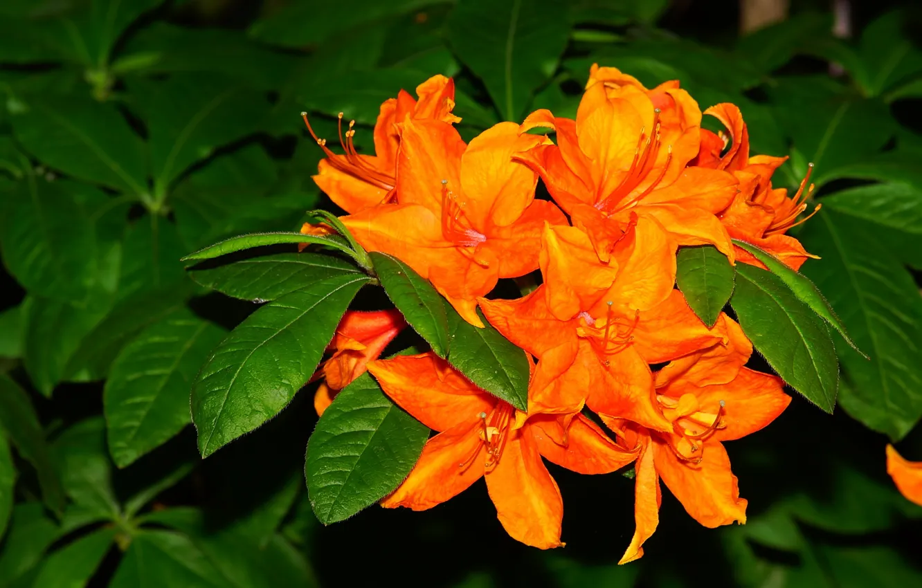 Photo wallpaper greens, leaves, flowers, orange, nature, background, bright, red