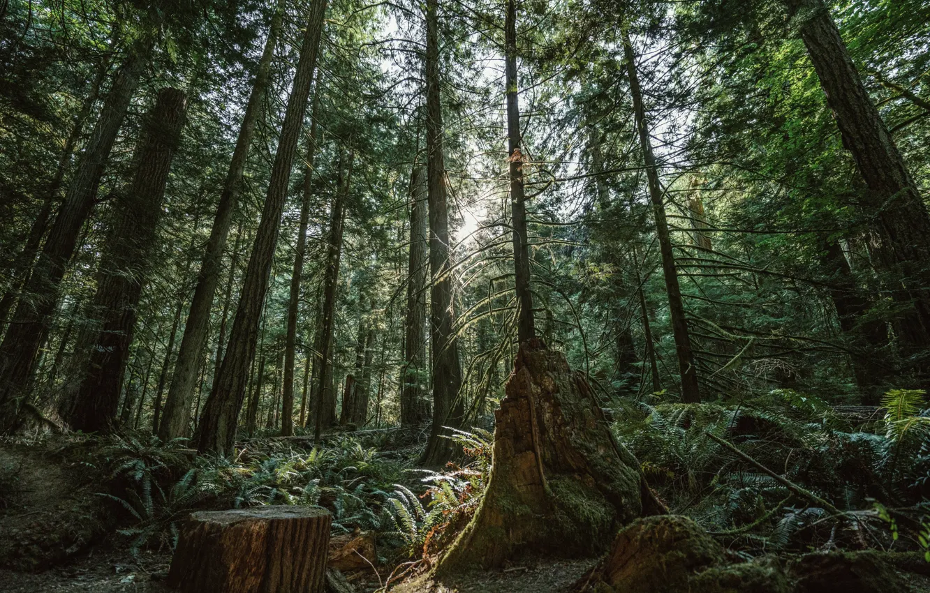 Photo wallpaper forest, trees, nature