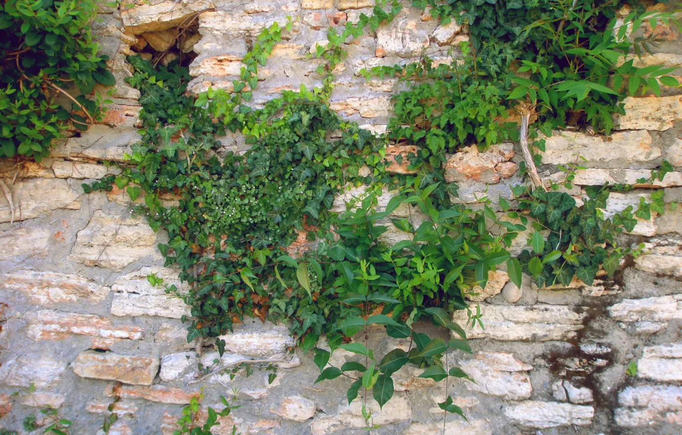 Photo wallpaper greens, life, wall, plant