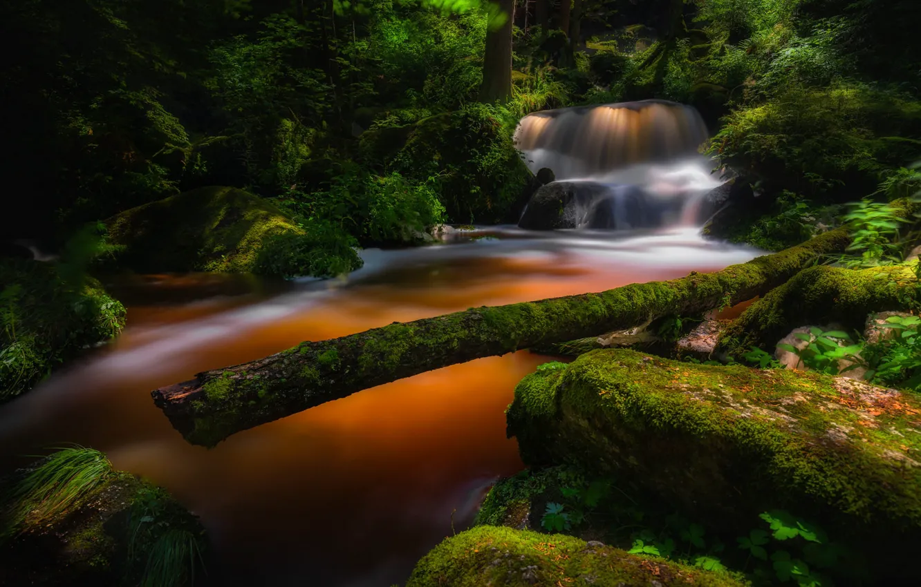 Photo wallpaper forest, stones, waterfall, log