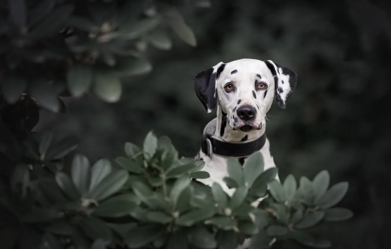 Photo wallpaper look, leaves, branches, nature, pose, the dark background, portrait, dog