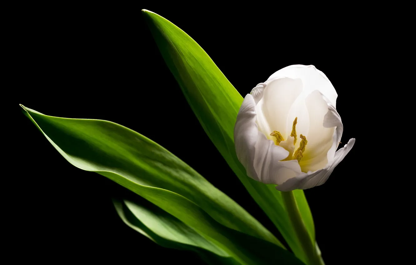 Photo wallpaper white, tulip, Alone In The Dark