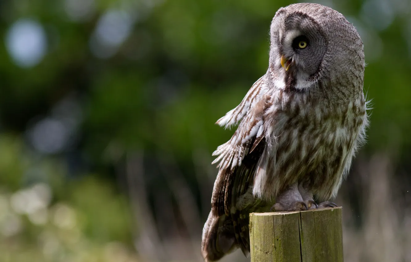Photo wallpaper owl, bird, stump
