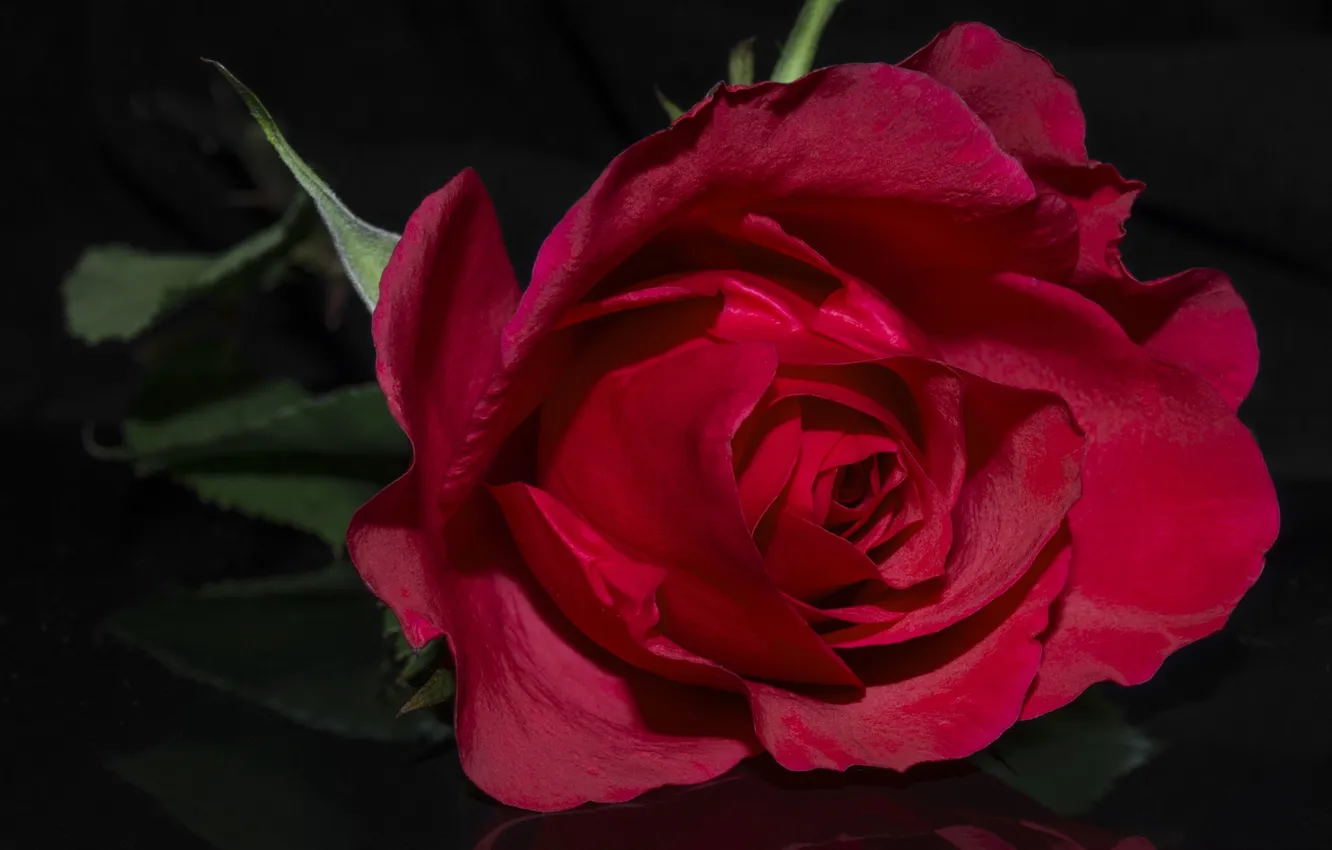 Photo wallpaper red, roses, petals, buds