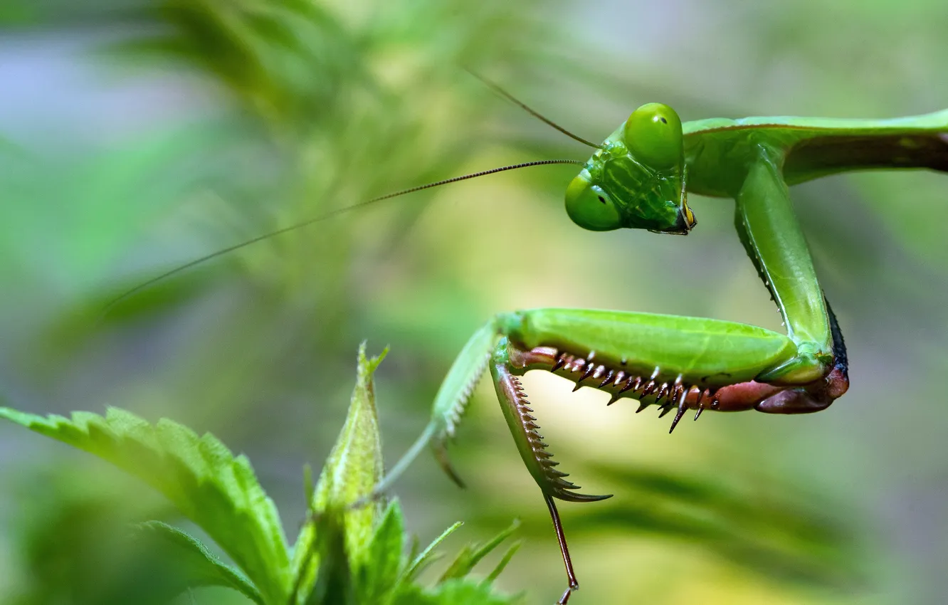 Photo wallpaper look, macro, mantis