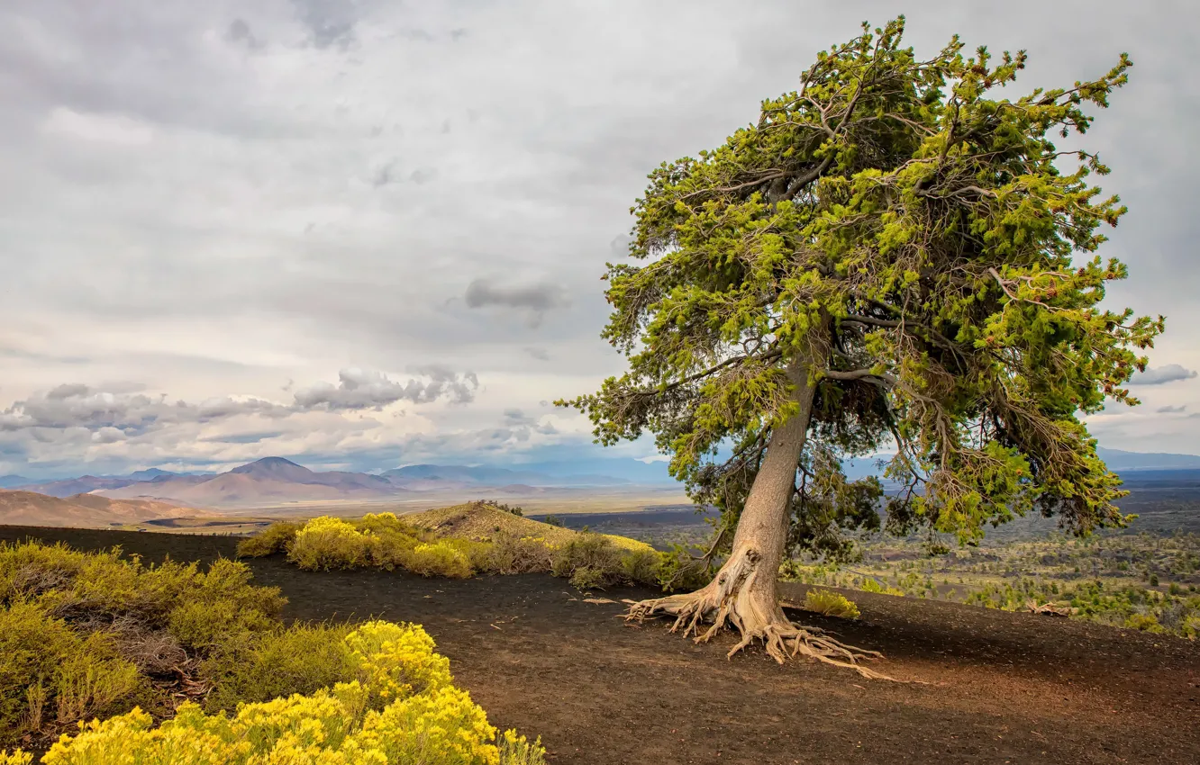 Photo wallpaper trees, mountains, nature