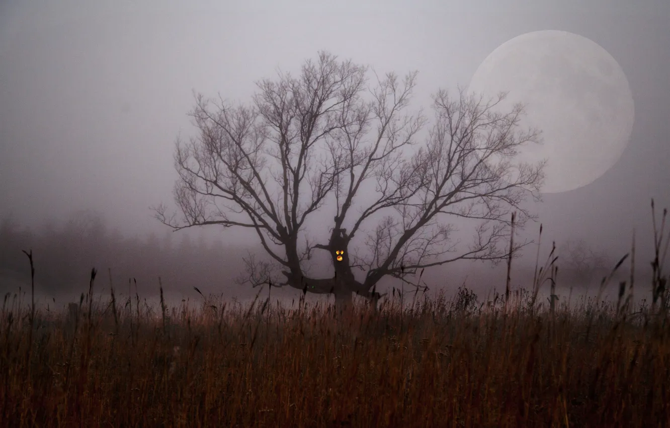 Photo wallpaper field, trees, night, fog, branch, the moon, Halloween, the bushes