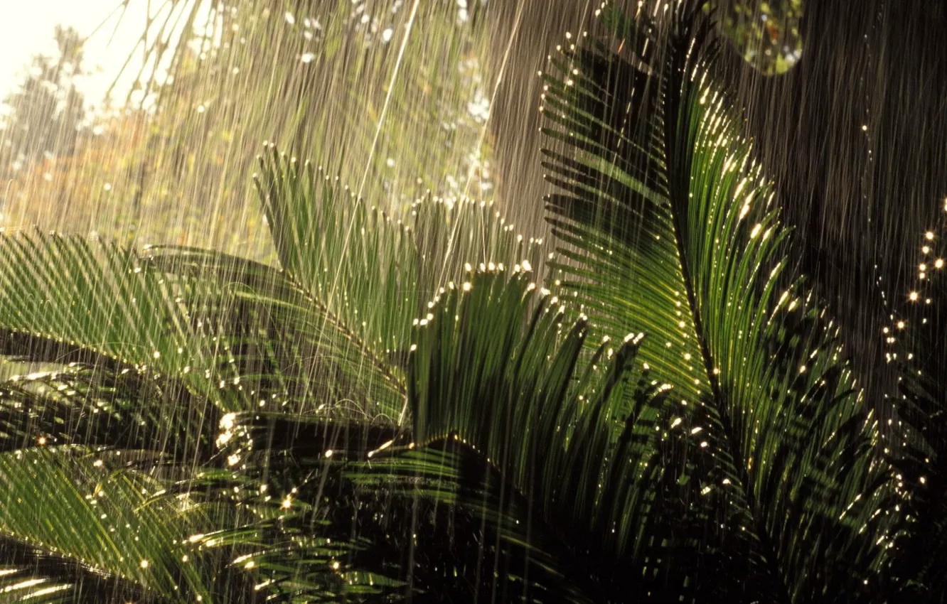 Photo wallpaper rain, jungle, nature