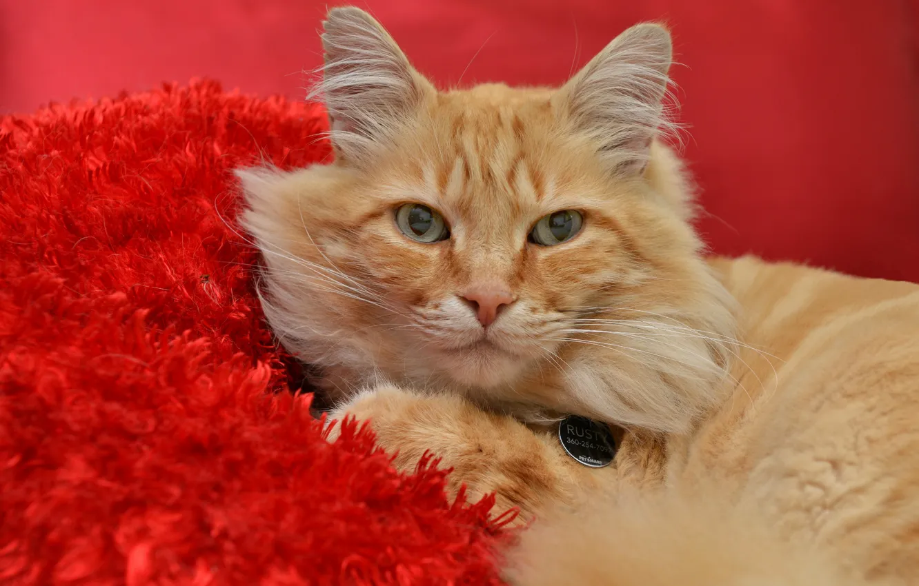 Photo wallpaper cat, look, red, red background