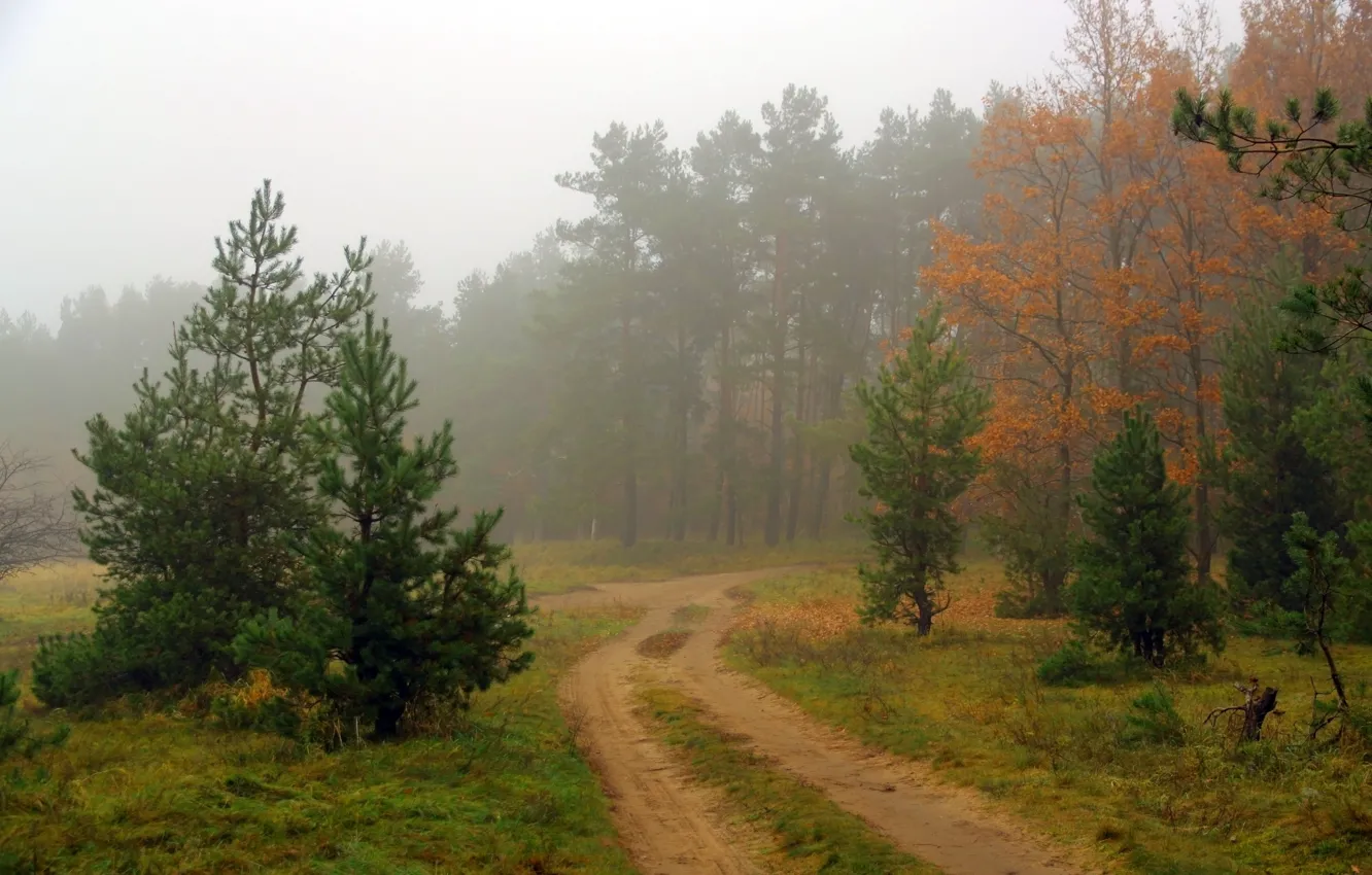 Photo wallpaper road, forest, landscape, nature, fog