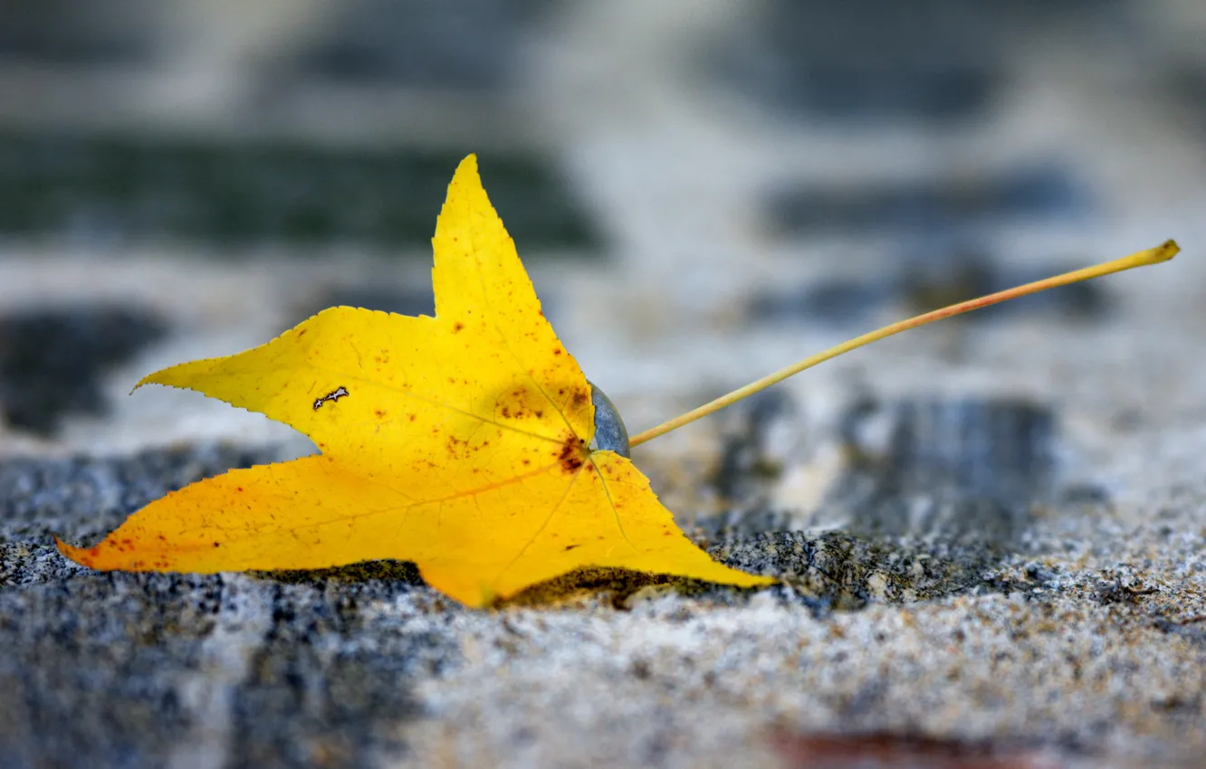Photo wallpaper yellow, sheet, background, blur, autumn, maple