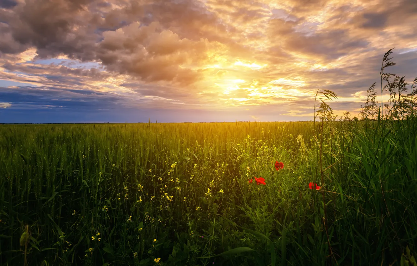 Photo wallpaper greens, field, summer, the sky, the sun, clouds, light, flowers