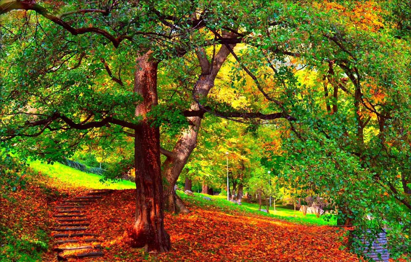 Photo wallpaper autumn, trees, nature, Park, branch, stage, Nature, falling leaves