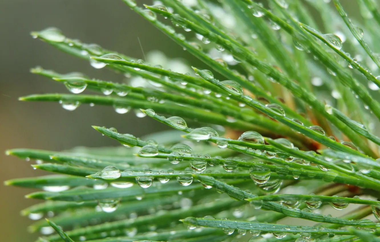 Photo wallpaper water, drops, pine, twig