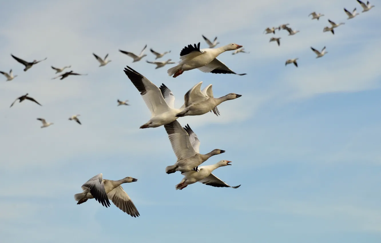 Photo wallpaper the sky, flight, bird