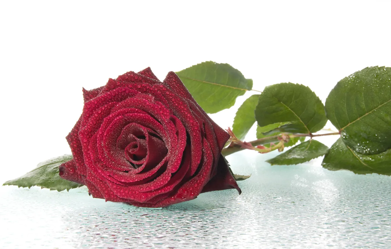 Photo wallpaper flowers, Rosa, rose