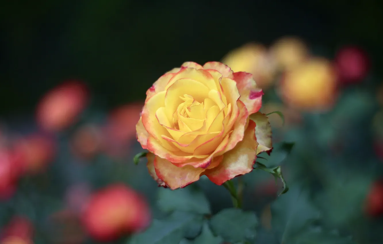 Photo wallpaper rose, beauty, yellow
