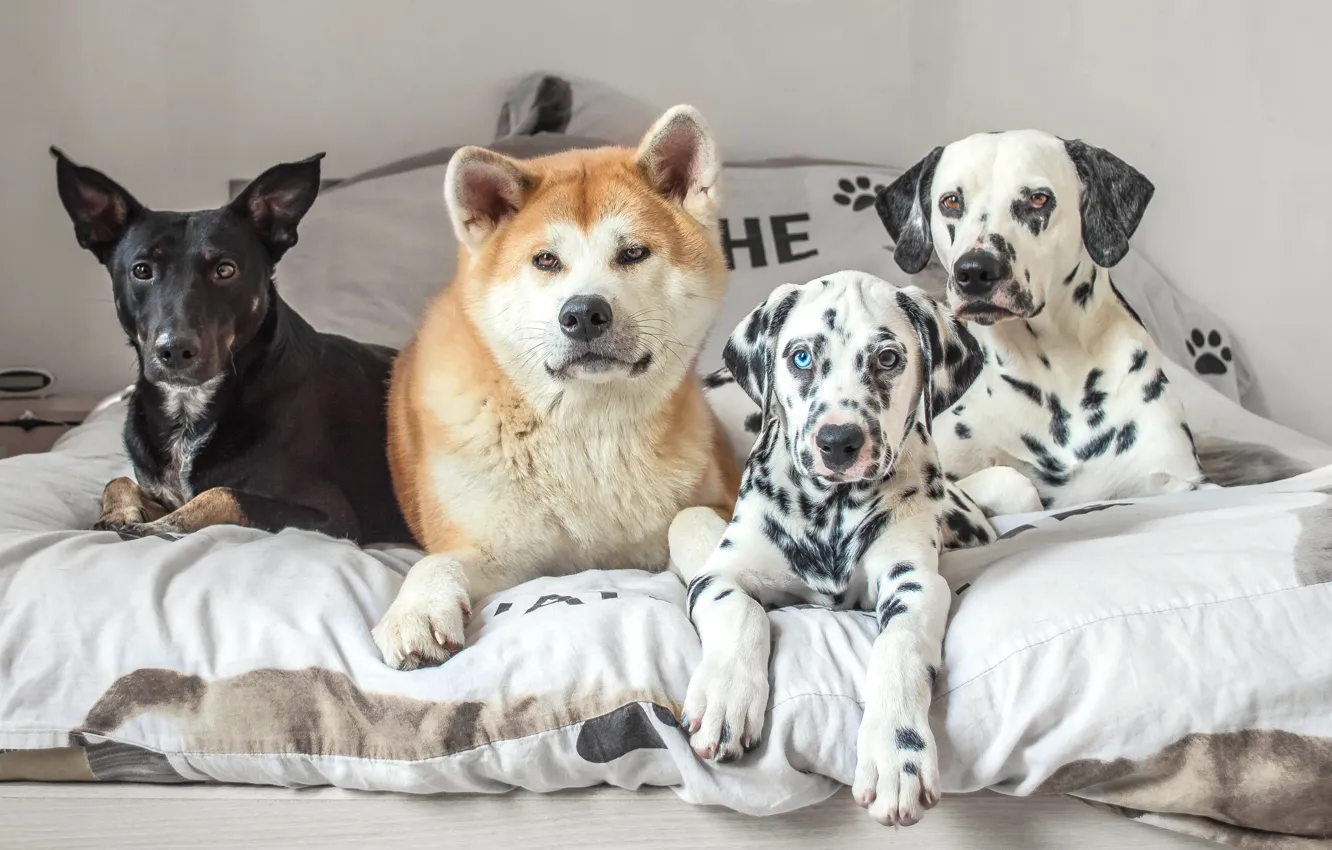 Photo wallpaper dogs, bed, friends, mongrel, Quartet, Akita inu, dalmatinci