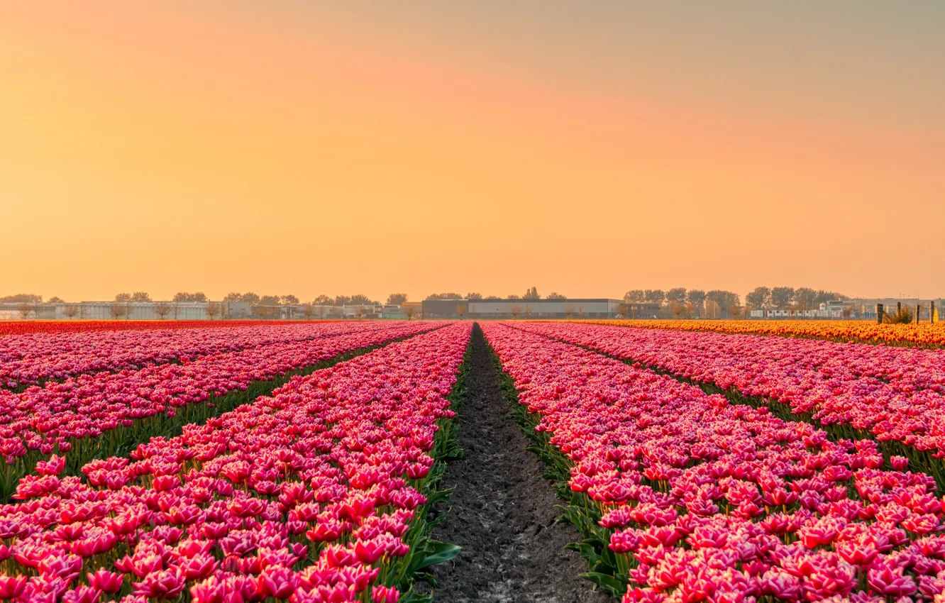 Photo wallpaper field, flowers, spring, tulips, pink, Netherlands, plantation, great