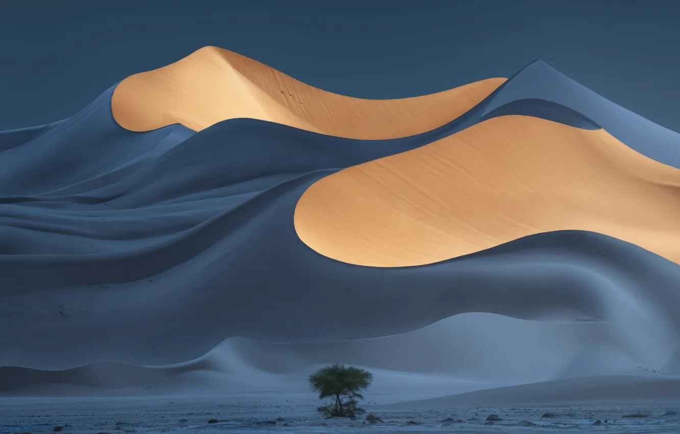 Photo wallpaper light, tree, sand, dunes