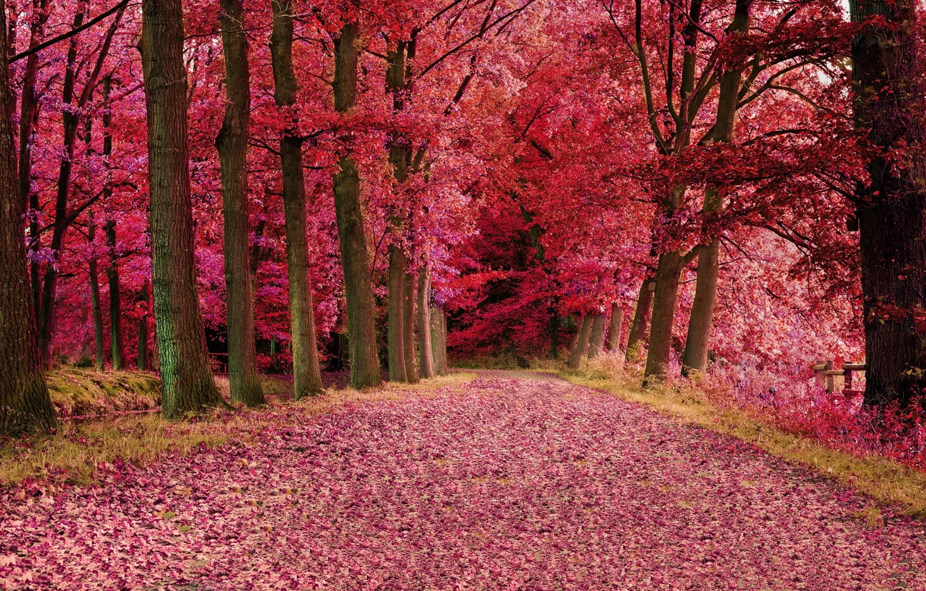 Photo wallpaper forest, road, trees, autumn