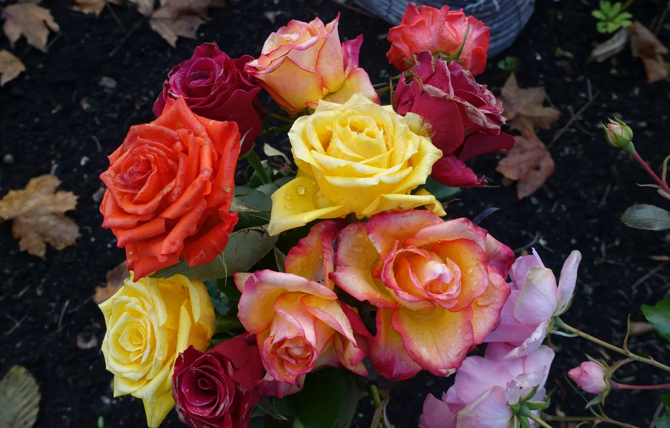 Photo wallpaper drops, flowers, orange, yellow, red, roses, bouquet, garden