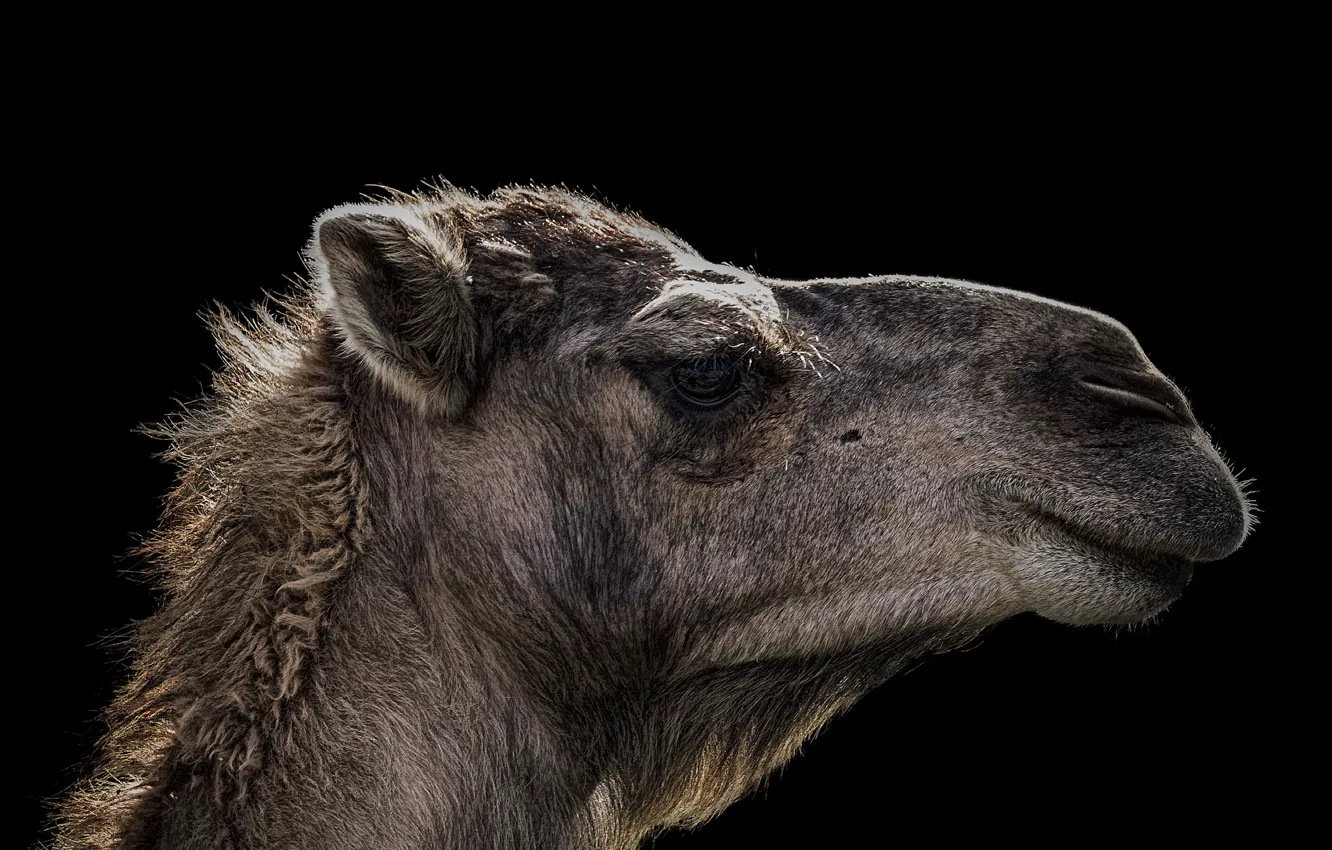 Photo wallpaper nature, background, camel