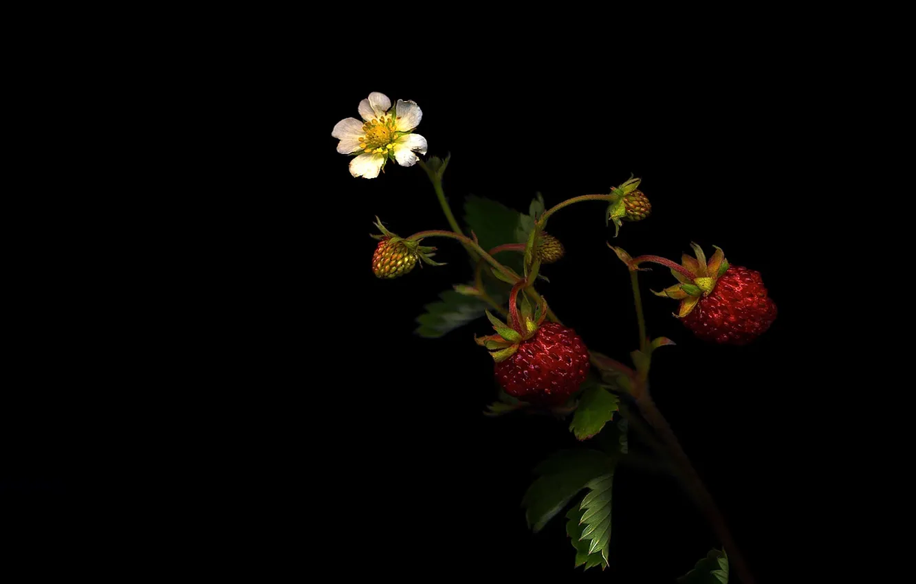 Photo wallpaper flower, leaves, light, plant, shadow, strawberries, strawberry