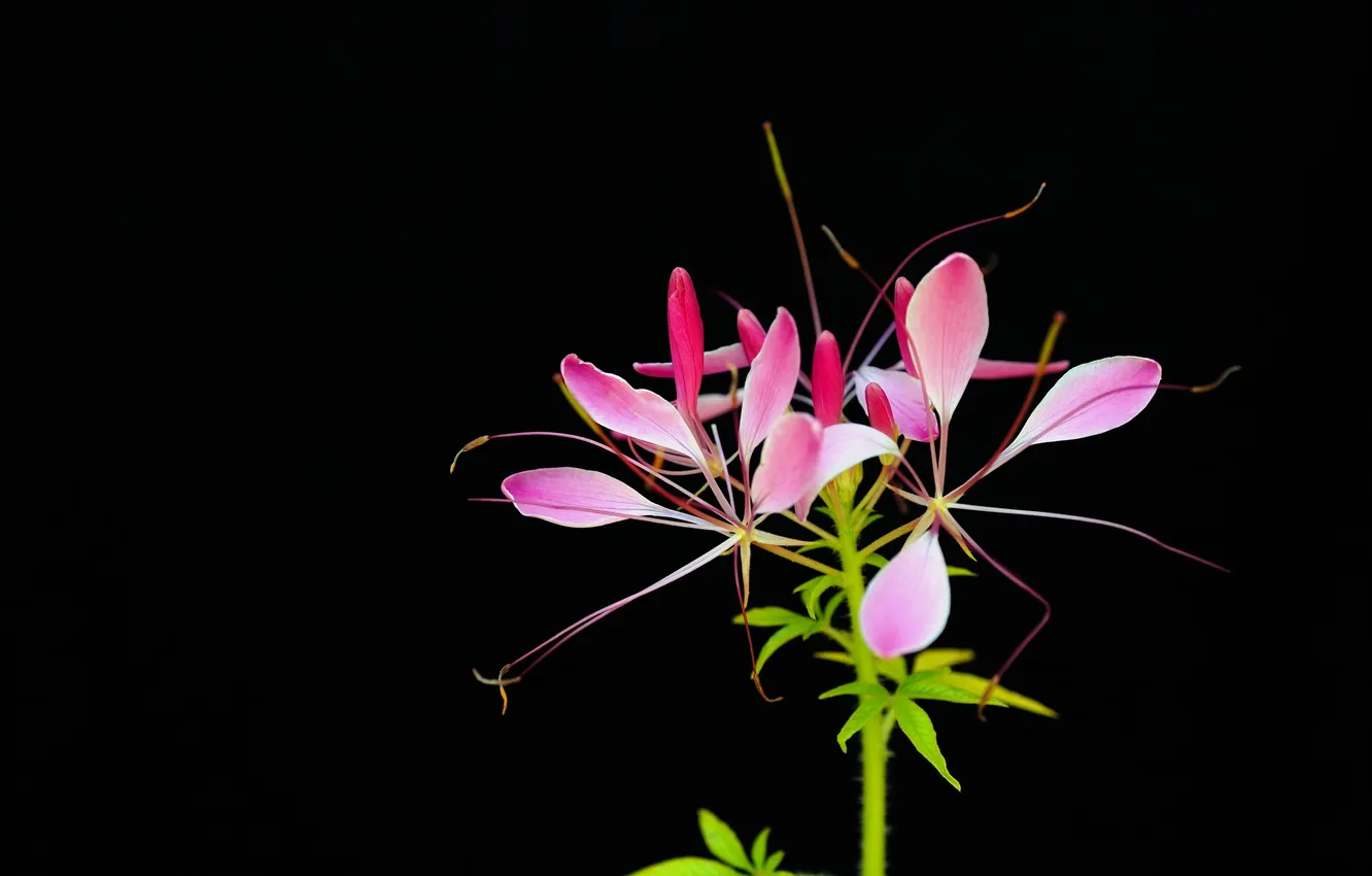 Photo wallpaper leaves, background, plant, petals