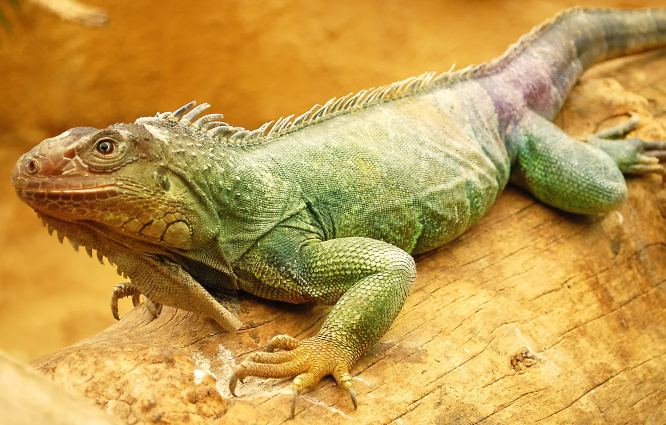 Photo wallpaper lizard, log, iguana