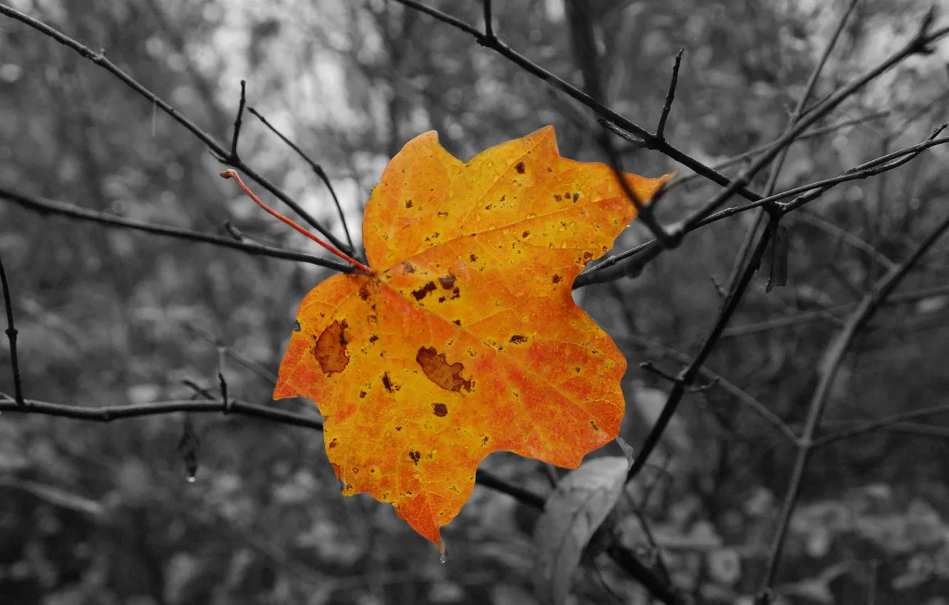 Photo wallpaper autumn, drops, trees, branches, rain, leaf, maple