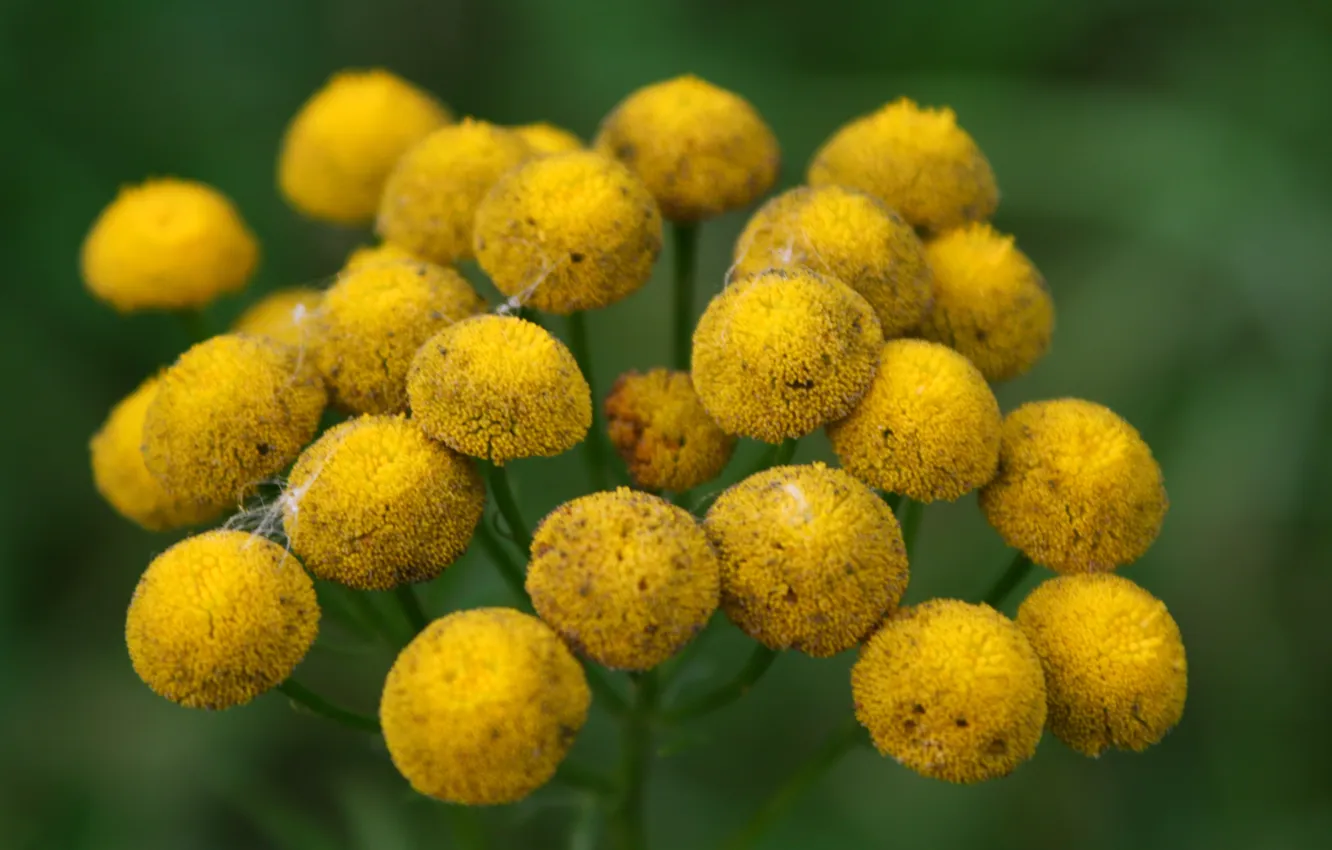 Photo wallpaper summer, macro, joy, flowers, nature, mood, beauty