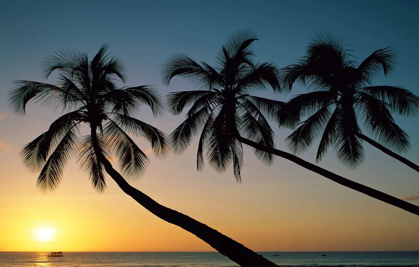 Photo wallpaper sea, the sky, the sun, sunset, nature, palm trees