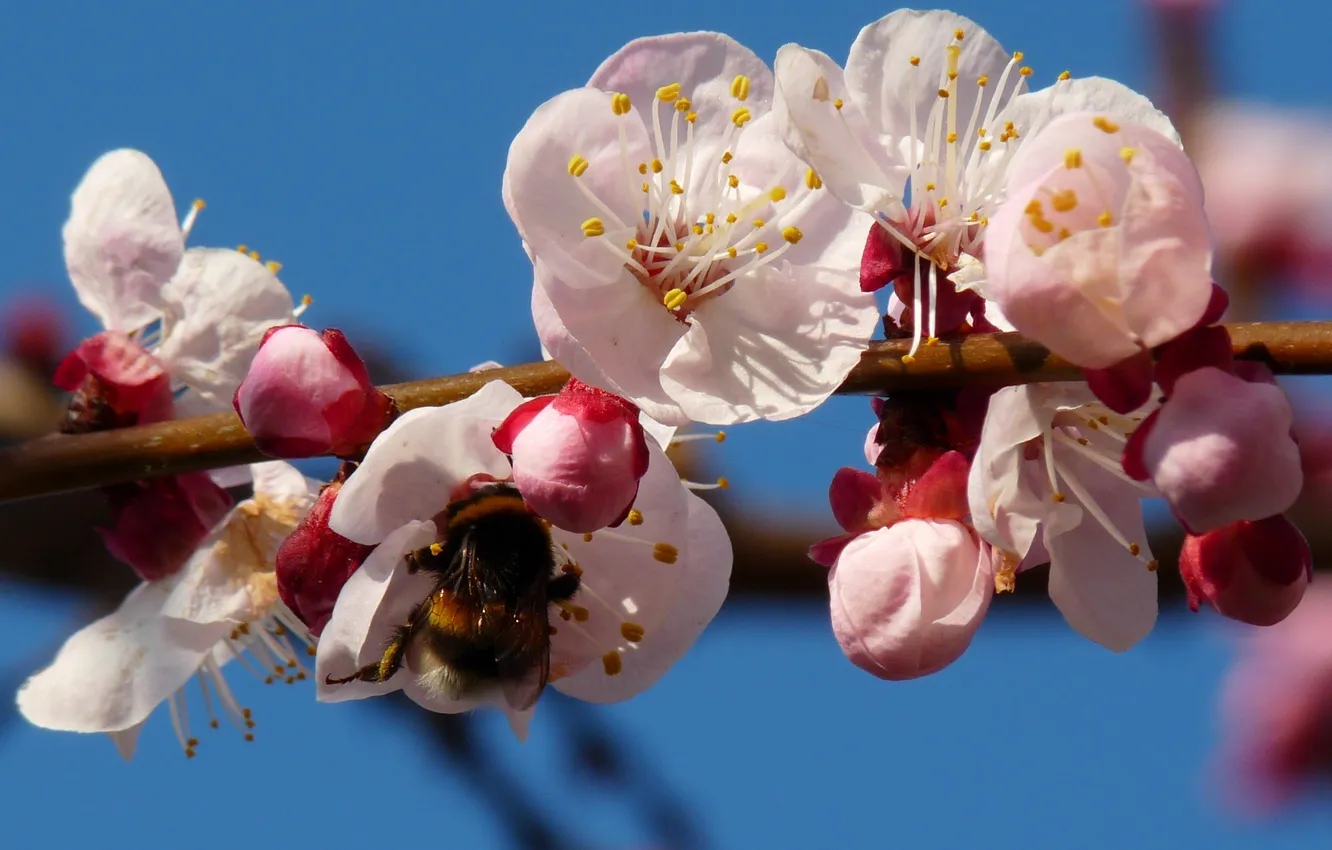 Photo wallpaper flowers, nature, branch, spring, bumblebee