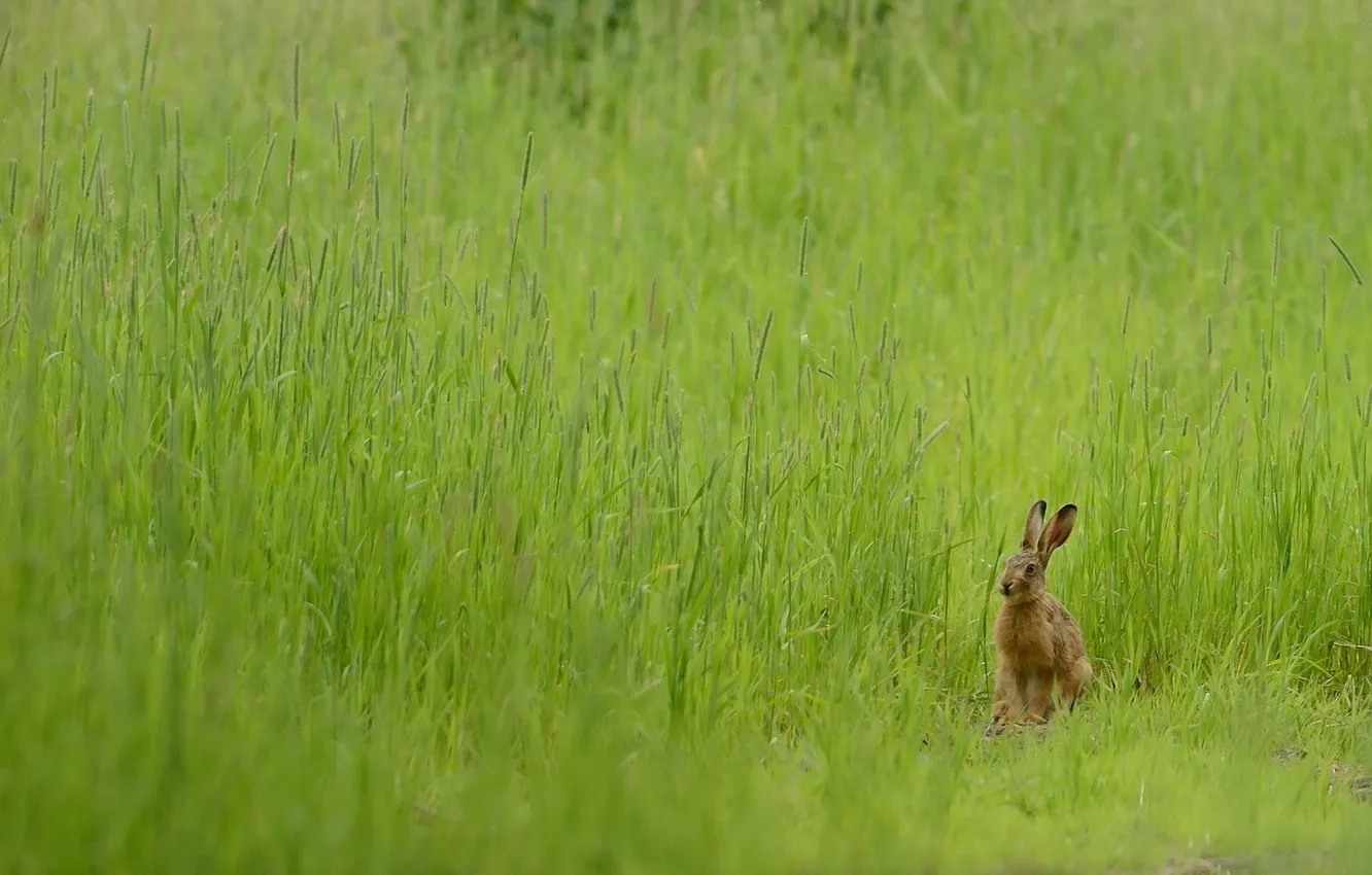 Photo wallpaper summer, nature, hare