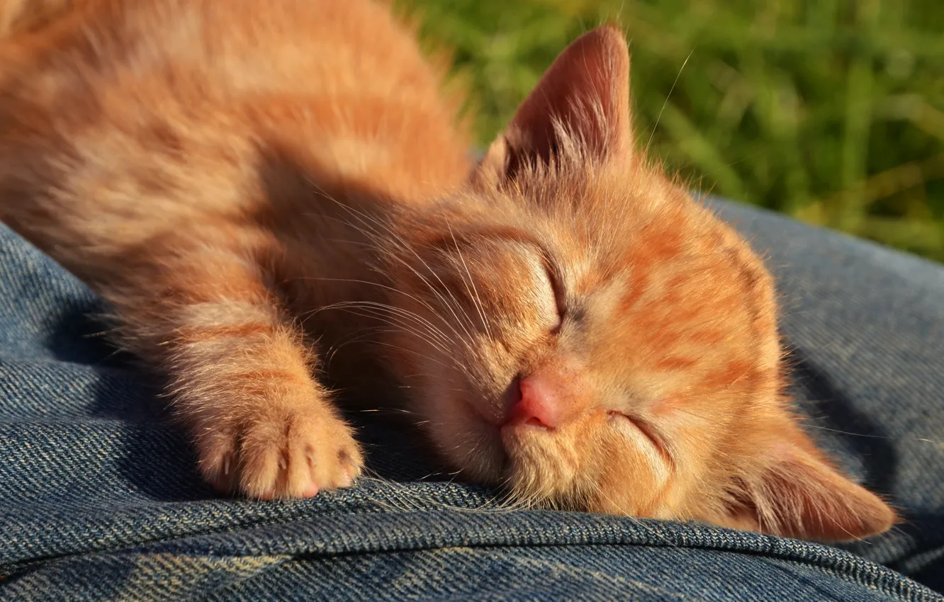 Photo wallpaper cat, nature, pose, kitty, stay, sleep, jeans, red