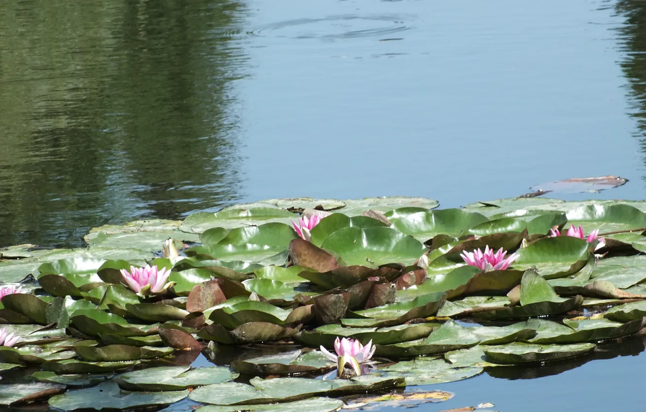 Photo wallpaper leaves, water, pond, Lily