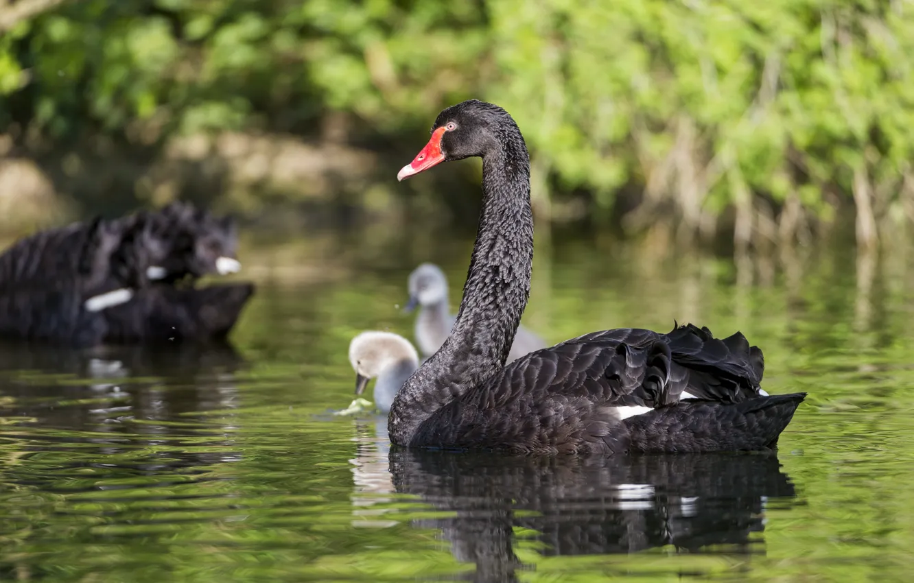Photo wallpaper bird, swans, pond, ©Tambako The Jaguar