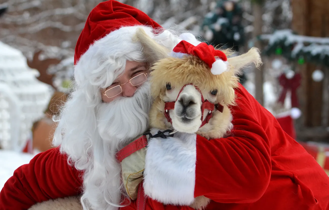Photo wallpaper mood, Christmas, New year, Santa Claus, Alpaca