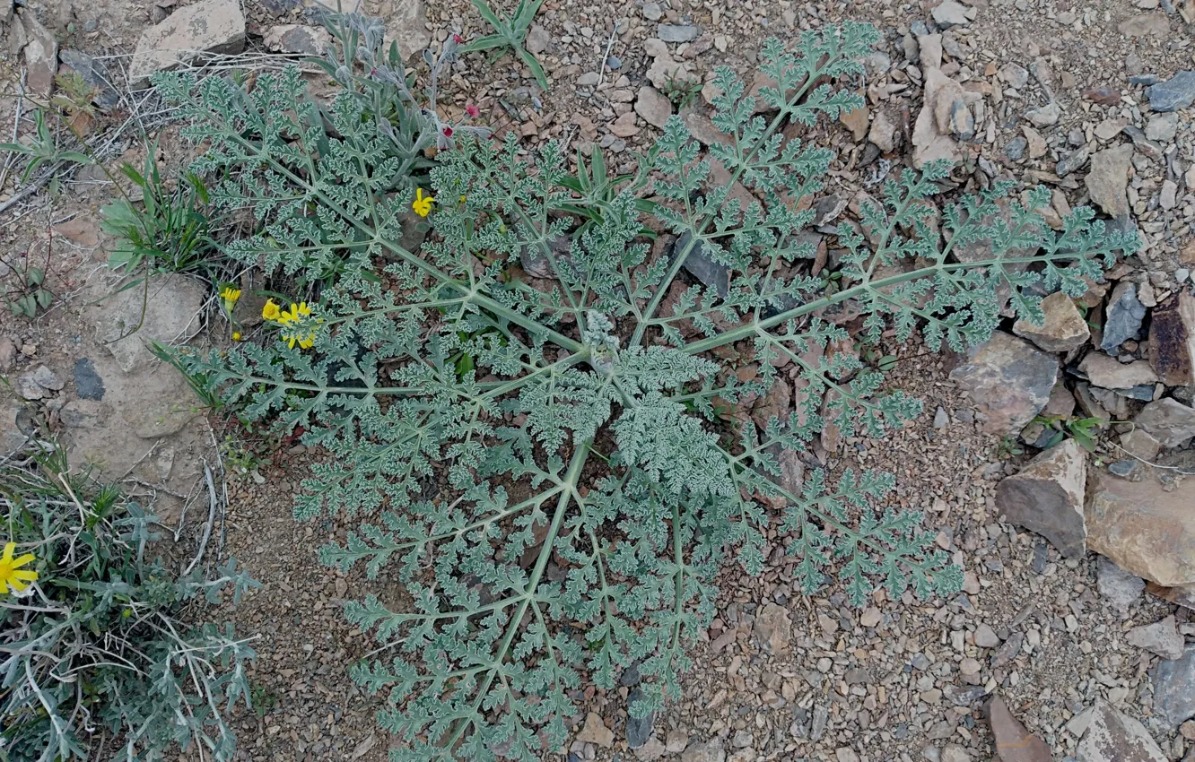 Photo wallpaper green, plant, leave