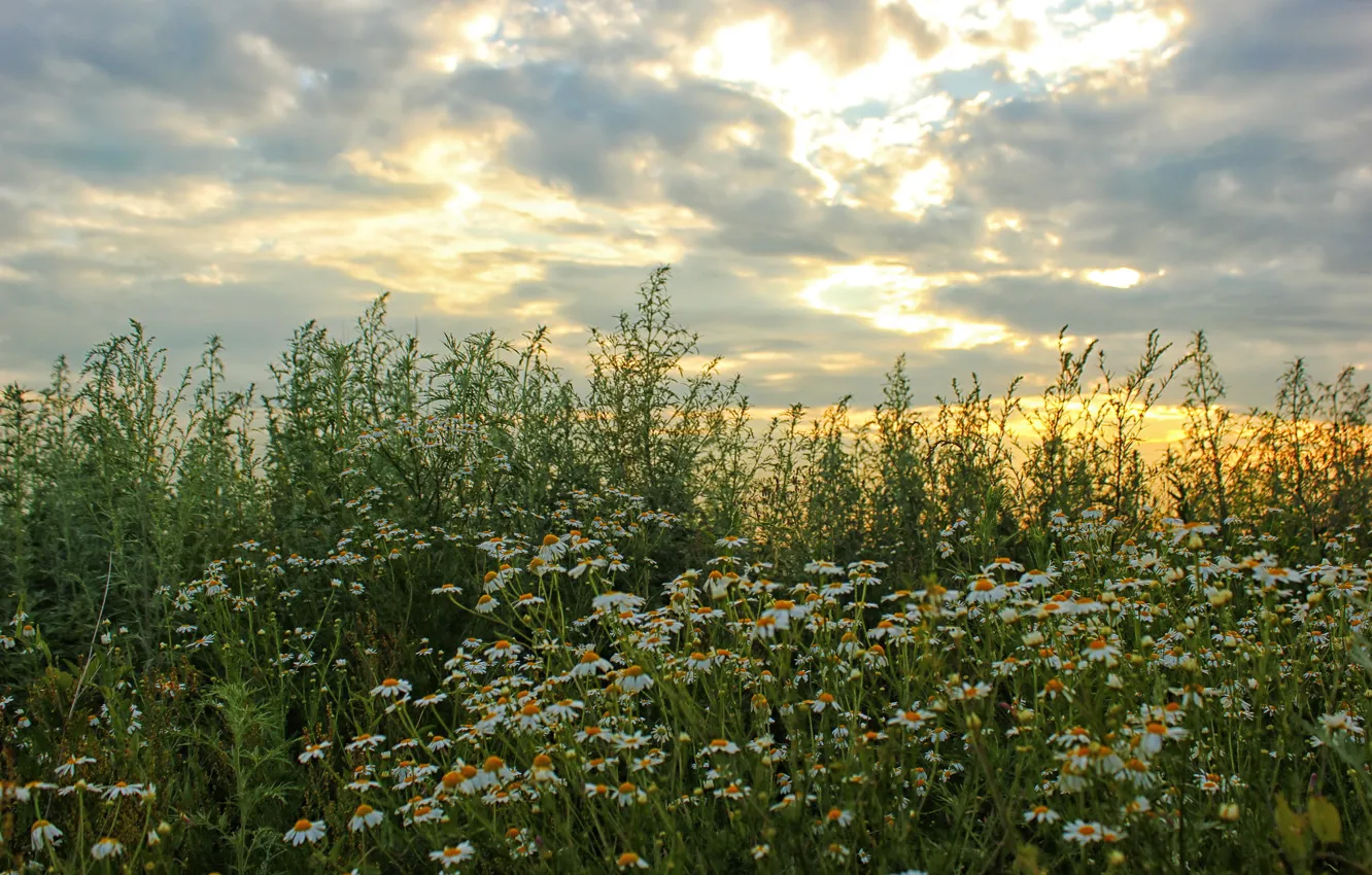 Photo wallpaper field, the sky, clouds, flowers, nature, photo, chamomile