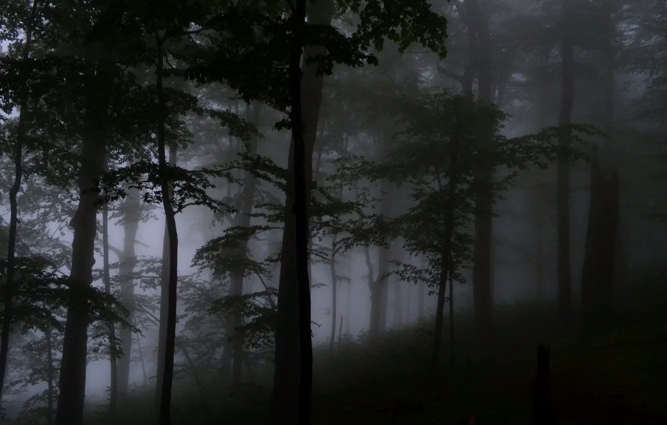 Photo wallpaper forest, trees, nature, fog