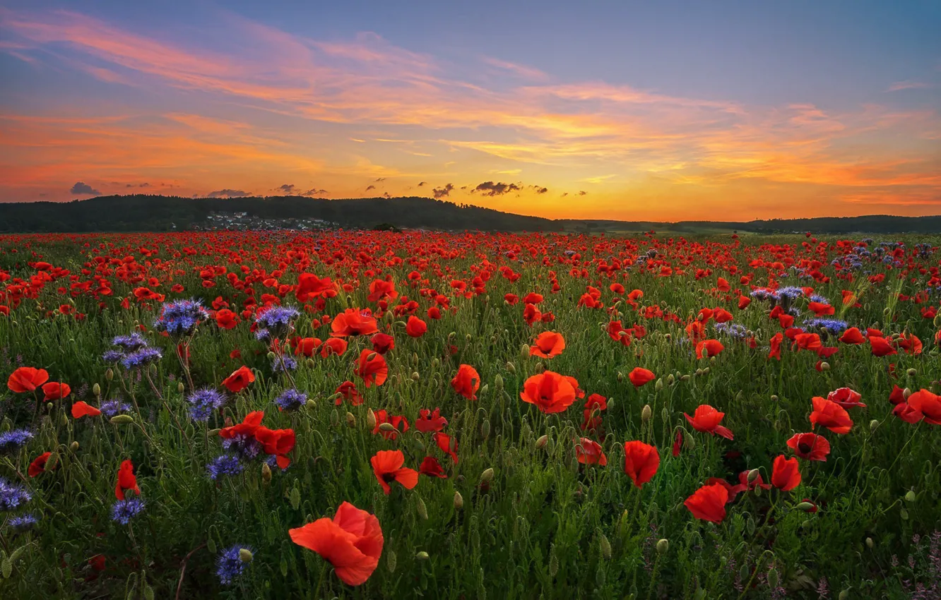 Photo wallpaper nature, Maki, meadow