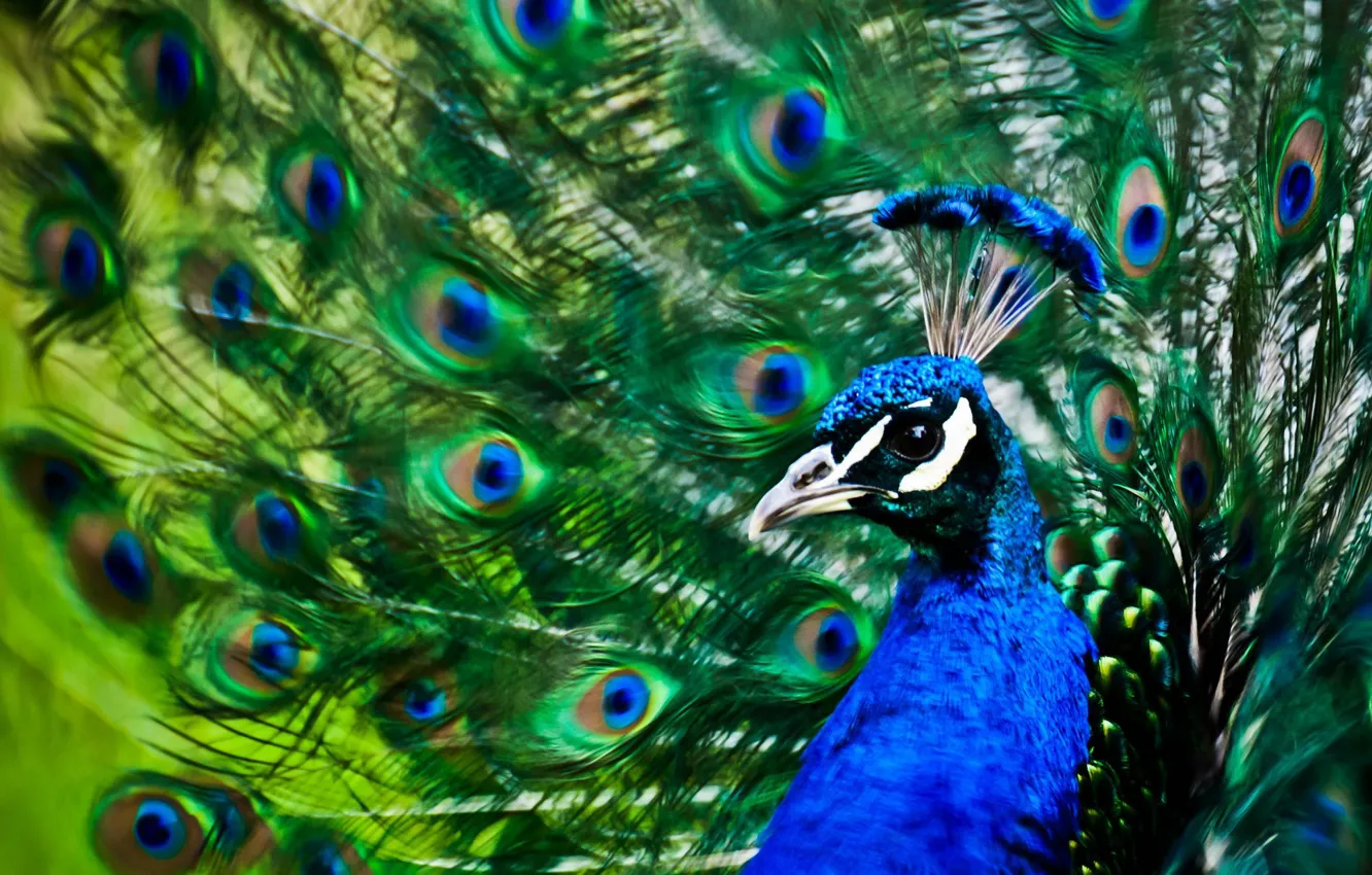 Photo wallpaper bird, patterns, feathers, tail, peacock