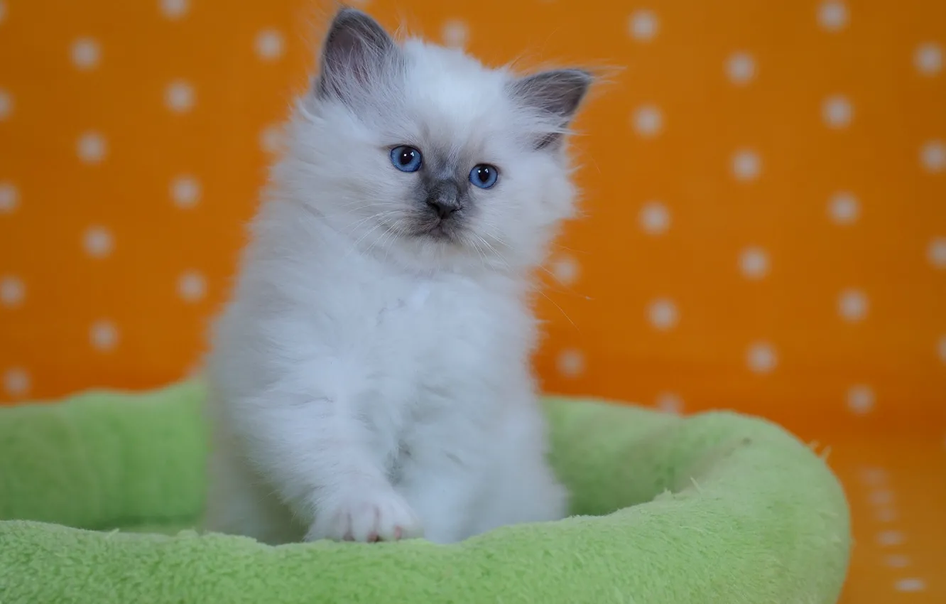 Photo wallpaper baby, kitty, Ragdoll